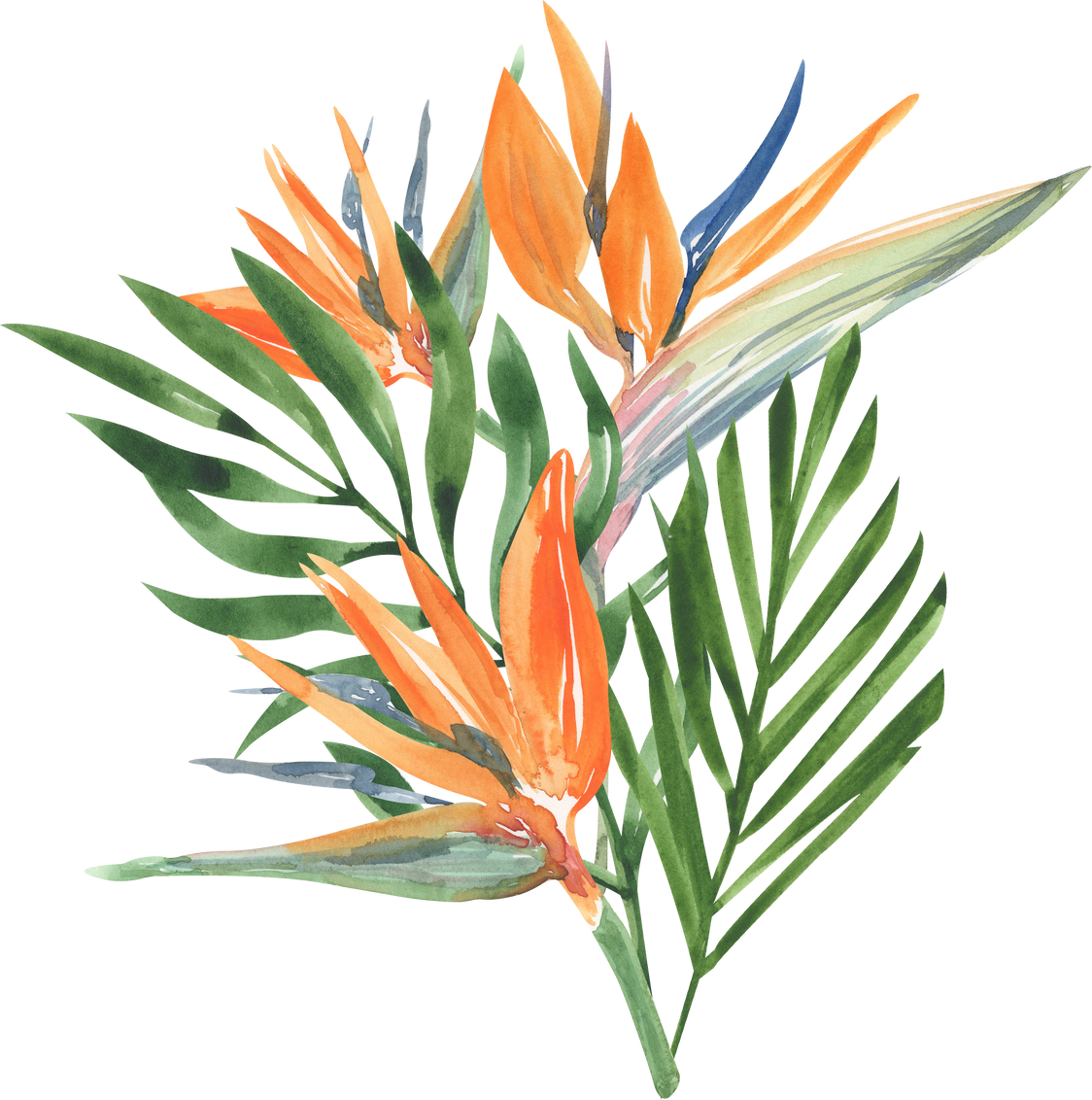 Watercolor Bird of Paradise Flower