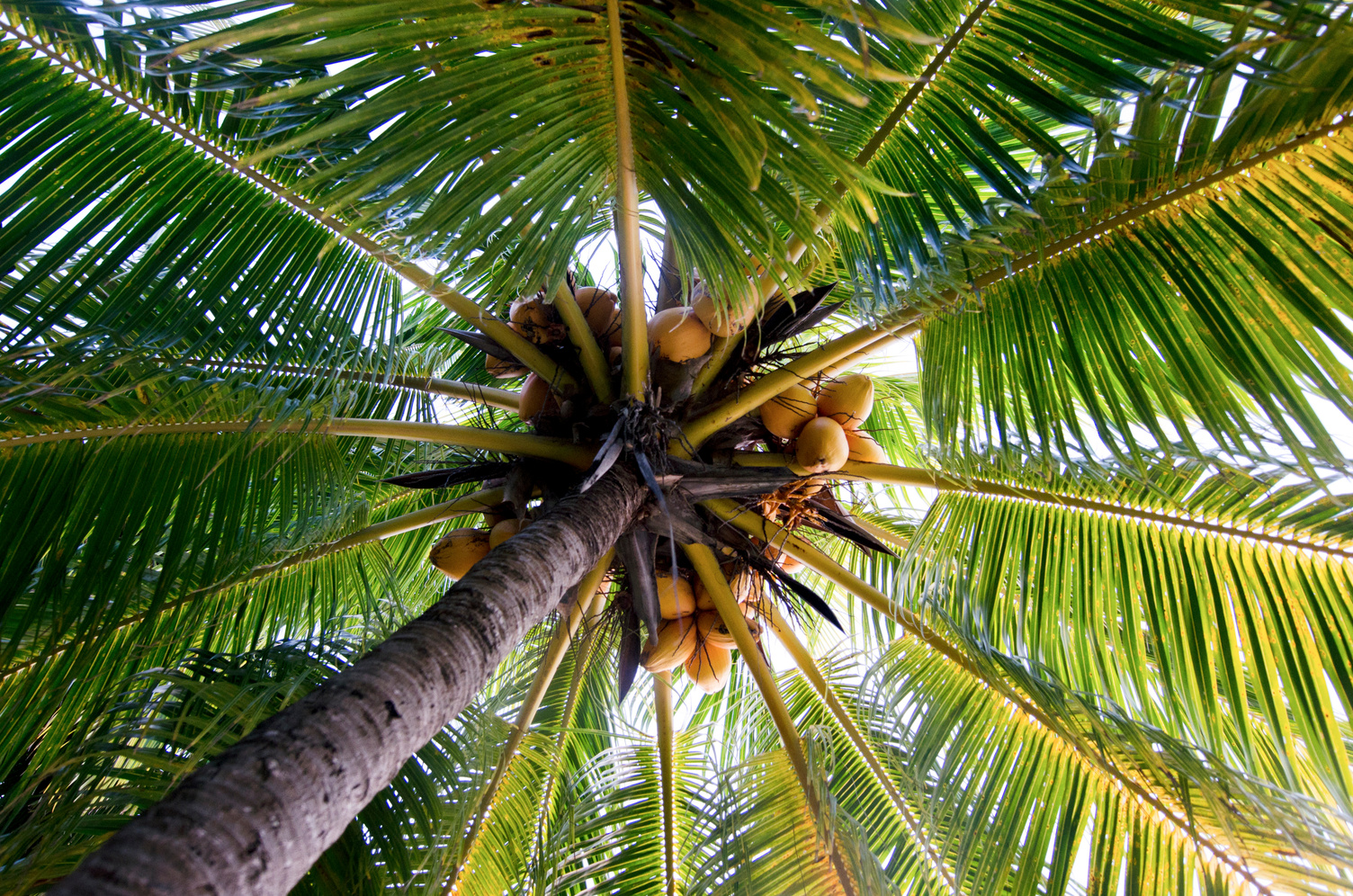 Coconut tree with coconuts
